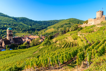 Fototapeta na wymiar Medieval castle on hills among vineyards in Kaysersberg village on Alsatian Wine Route, France