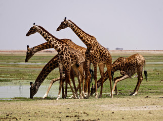 Giraffes in Amboseli National Park - Kenya