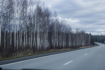 Naklejka premium road trip at dusk among birch grove
