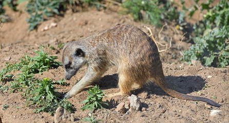 Fototapeta premium Meerkat (Suricata suricatta) or suricate, small carnivoran in the mongoose family