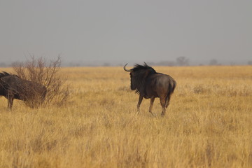 Naklejka premium Wildebeest running in Nata in Botswana. Travelling during dry season on holiday.