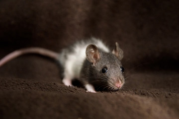 Młody szczur na brązowym tle