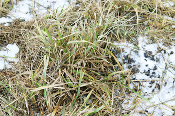 dry grass in the winter