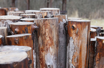large stacked tree logs, round wooden slices