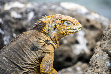 iguana on rock