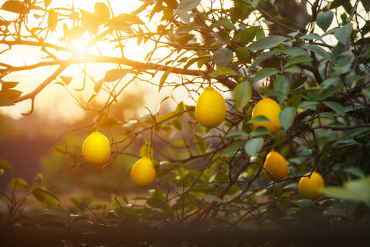 Lemons. Ripe Lemons hanging on tree. Growing Lemon