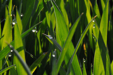 beautiful drops of dew on plants and flowers