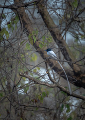 Male Asian Paradise Fly Catcher sitting on Perch in dense forest