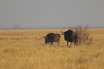 Wildebeest running in Nata in Botswana. Travelling during dry season on holiday.