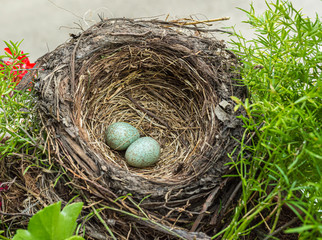 blackbird (Tardus merula), blackbird nest with eggs in a flowers box with geranium plants