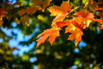Fototapeta premium maple leaves in autumn