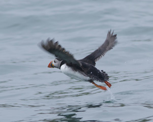 Puffin in flight