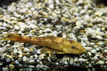 Goldfish and catfish floating among snags and stones in the aquarium