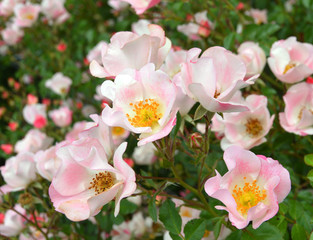 Fototapeta na wymiar Garden rose