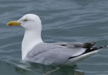 Obraz premium Seagull in flight