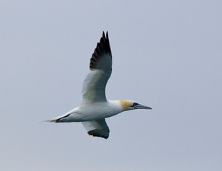 Gannet in flight