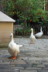 white domestic geese at inside yard of old cathedral (Barcelona)