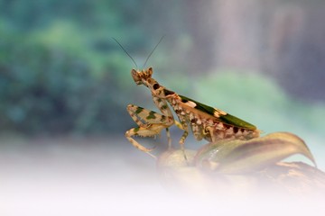 Female mantis Creobroter nebulosa close up