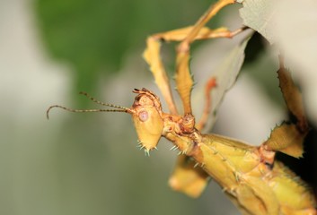 Portrait of the stick insect Extatosoma tiaratum close up