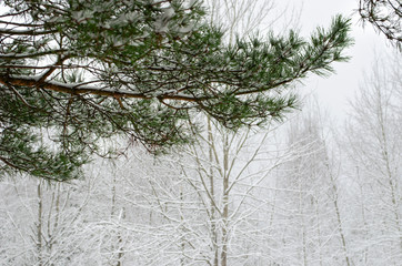 spruce pine branch in winter white background
