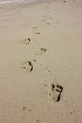 Footprints in the sand