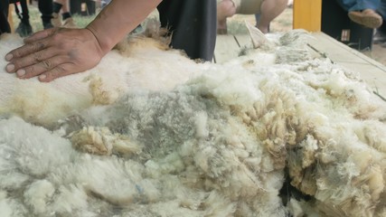 Men shearer shearing sheep at agricultural show in competition. The process by which wool fleece of a sheep is cut off. Electric professional sheep manual hair clipper sheep cutting shearing machine.