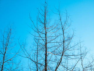 Obraz premium Bare trees branches with a blue sky background