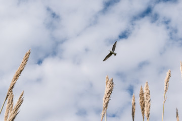 Ria Formosa Nature Park