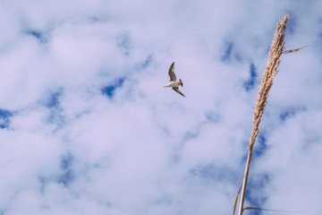 Ria Formosa Nature Park
