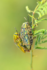 Close up  beautiful  insect in the garden
