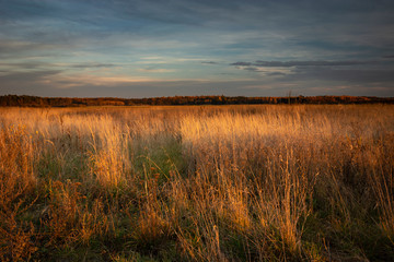 Wild dry grass illuminated by sunset, evening colorful clouds on sky, autumn view