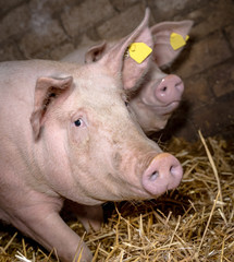 Zwei Schweine in einem Stall mit Stroheinstreu