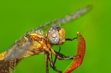 Macro shots, Beautiful nature scene dragonfly. 