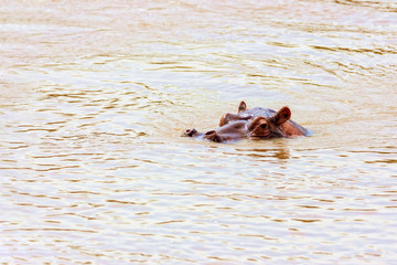 Fototapeta premium A large wild hippopotamus is floating on the river. Kenya Nation