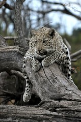 Leopard Relaxing On Fallen Tree