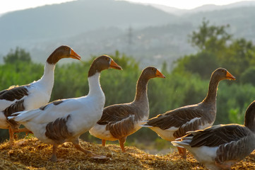 Duck family with duck chicks
