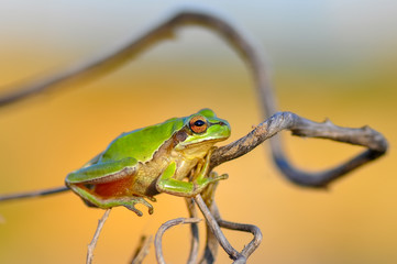 Beautiful Europaean Tree frog Hyla arborea 
