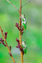 Beautiful Europaean Tree frog Hyla arborea 