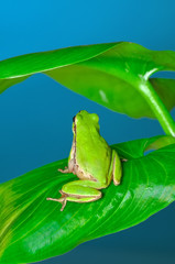 Beautiful Europaean Tree frog Hyla arborea 