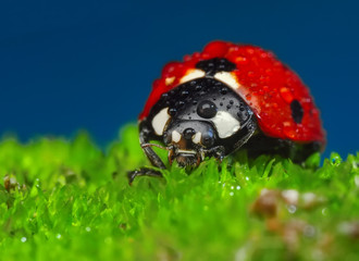 Beautiful ladybug on leaf defocused background