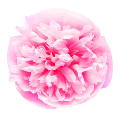 Peony pink head flower isolated on white background. Floral pattern, object. Flat lay, top view