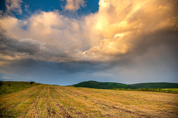Obraz na płótnie Canvas Storm summer clouds in the sunflowers field