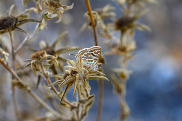 Closeup beautiful butterfly in a summer garden