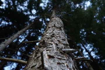Fototapeta premium tree in winter