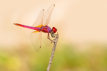 Macro shots, Beautiful nature scene dragonfly. 