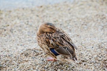 Close up of a female eider duck (somateria mollissima) sleeping on the beach by the sea