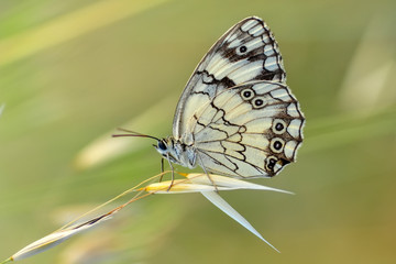 Closeup beautiful butterfly in a summer garden