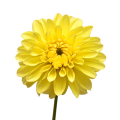 Dahlia flower head yellow isolated on white background. Spring time, garden. Flat lay, top view