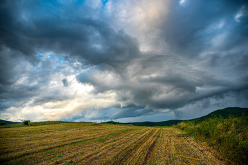 Storm summer clouds in the sunflowers field
