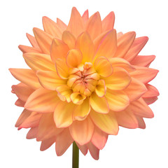 Dahlia flower head pink isolated on white background. Spring time, garden. Flat lay, top view